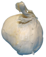 Knoblauch